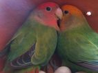 Love Bird