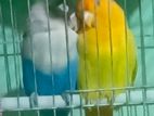 Love Bird