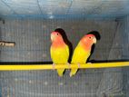 Love bird