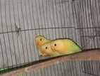 love bird