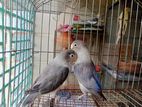 Love Bird