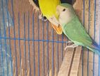 Love bird