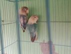 love bird