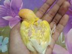 Love bird