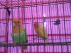 Love Bird