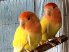 Love Bird