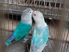 love bird