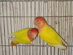 love bird