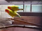 Love bird for sell