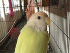 love bird
