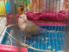 Love Bird