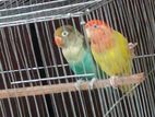 Love Bird