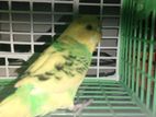 Love Bird