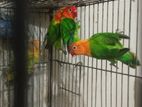 love bird