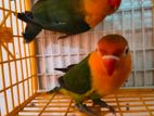 Love bird sell