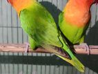 Love Bird