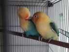 Love bird