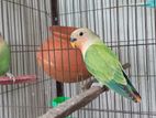 Love Bird