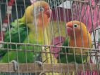 Love bird