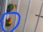 Love Bird