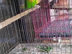 Love bird