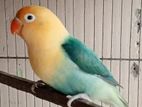 Love Bird