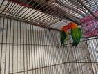 Love Bird