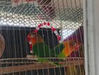 Love Bird for sale