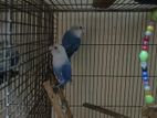 Love Bird