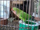 Love Bird