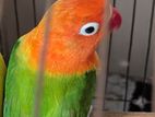 Love Bird