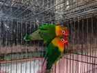 Love bird