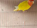 Love Bird
