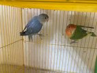 Love Bird