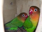 Love Bird