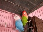 Love bird