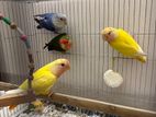 Love Bird