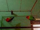 Love Bird