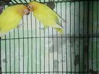Love bird