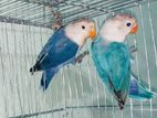 Love Bird