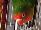 Love Birds For Sell
