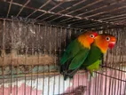 Love bird