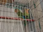 Love Bird