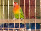 Love bird for sell