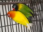 Love Birds For Sale
