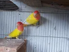 Love bird