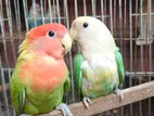 Love Bird