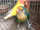 Love bird
