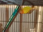 Love bird...