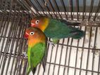 Love Birds For Sale